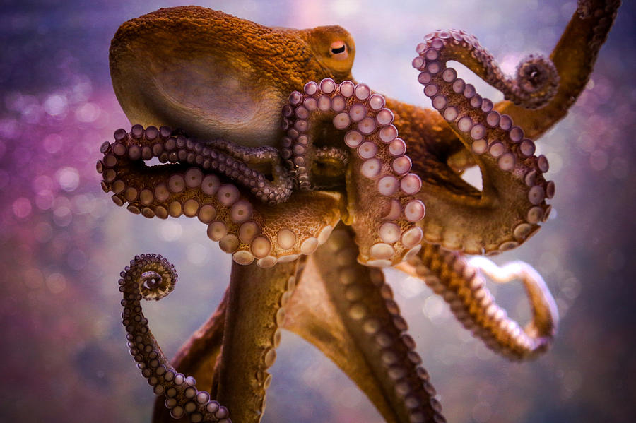 Octopus Digital Art - Octopus by Super Lovely