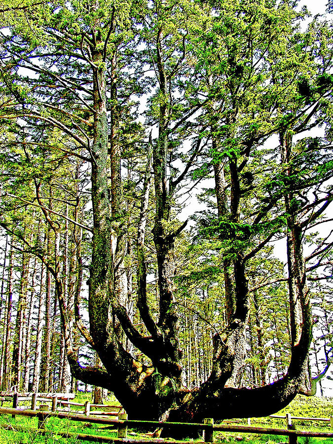 Octopus Tree, Unusual Sitka Spruce in Cape Meares State Park, Oregon Photograph by Ruth Hager