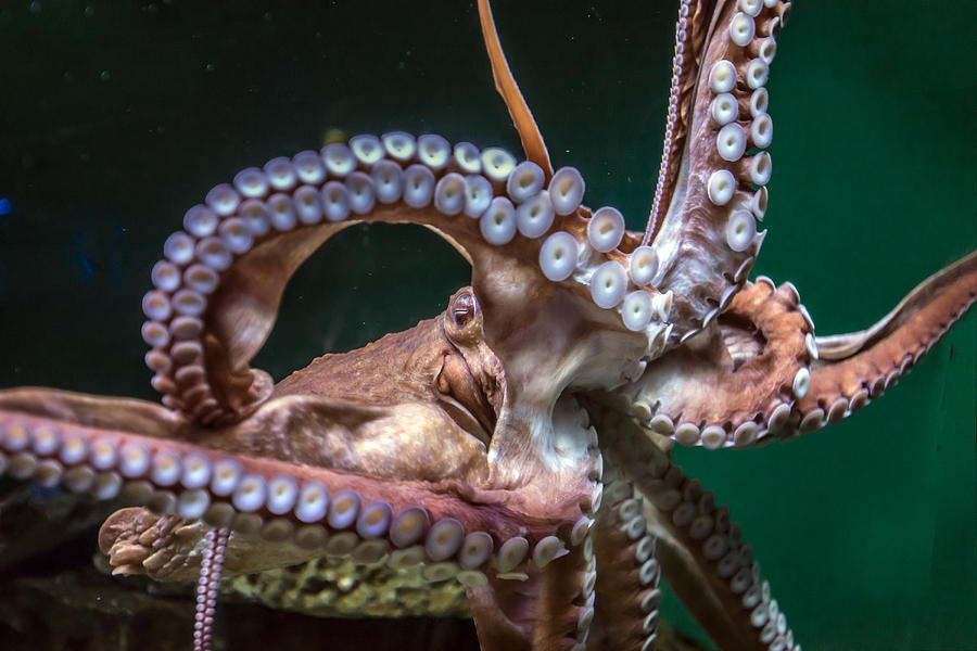 Octopus Photograph by William Bitman