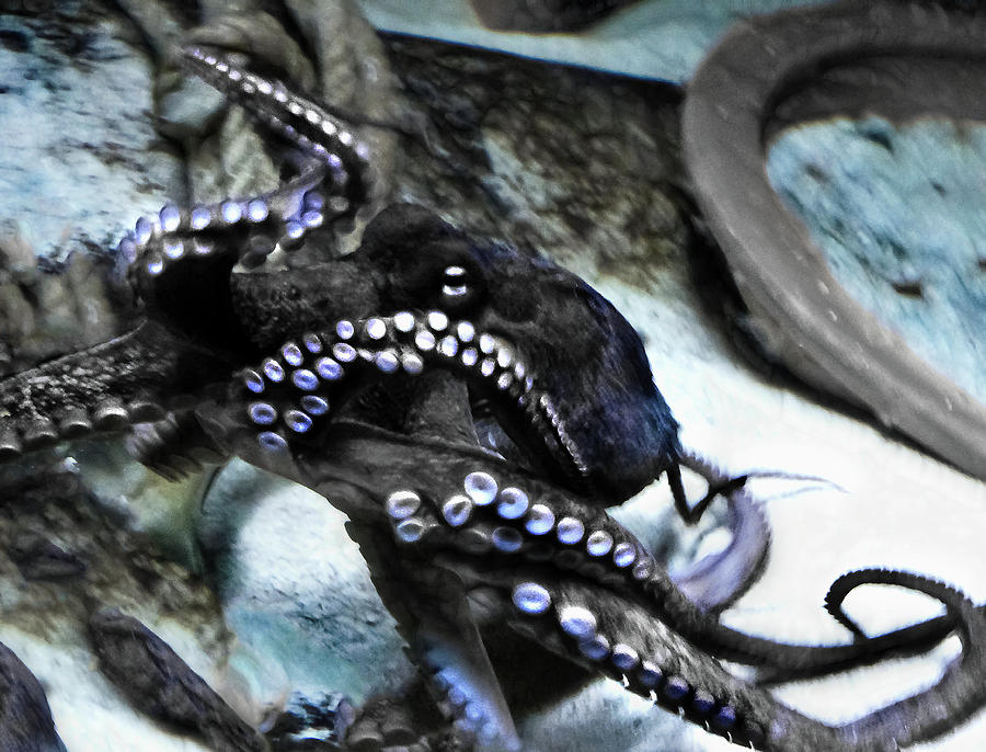 Octopus Photograph - Octopuses Are Sentients  by Miroslava Jurcik