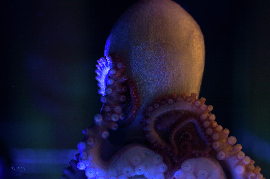 Octopuss Close Up Photograph by Ken Figurski