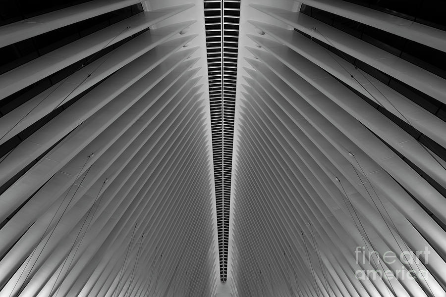 Oculus  Photograph by Michael Ver Sprill