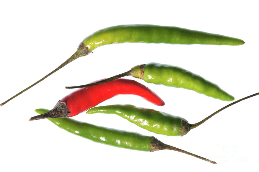 Odd Chilli Out Photograph by Steve Purnell