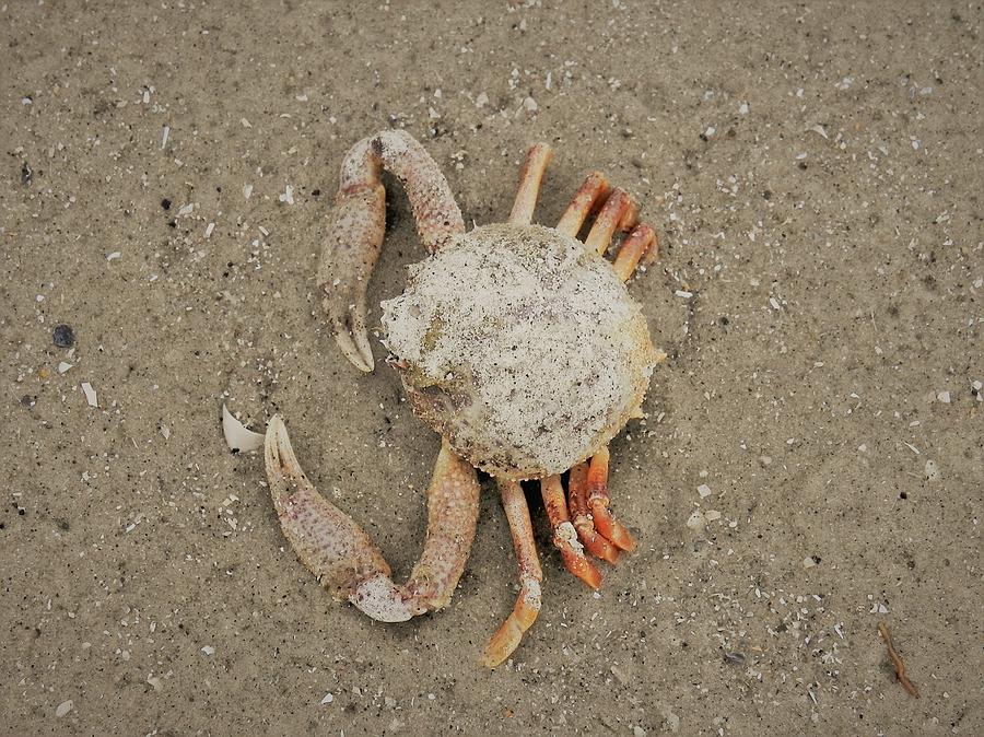 Odd Crab Photograph by Patricia Greer