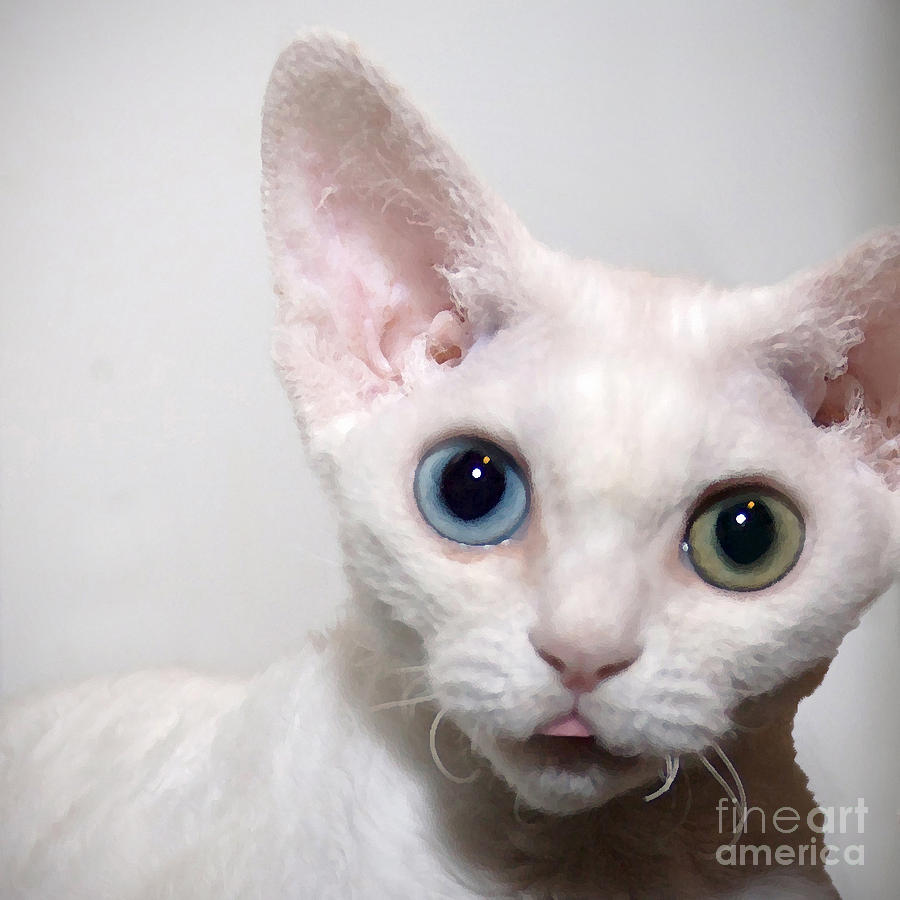 Cat Painting - Odd Eyed Devon Rex Kitten by Glennis Siverson