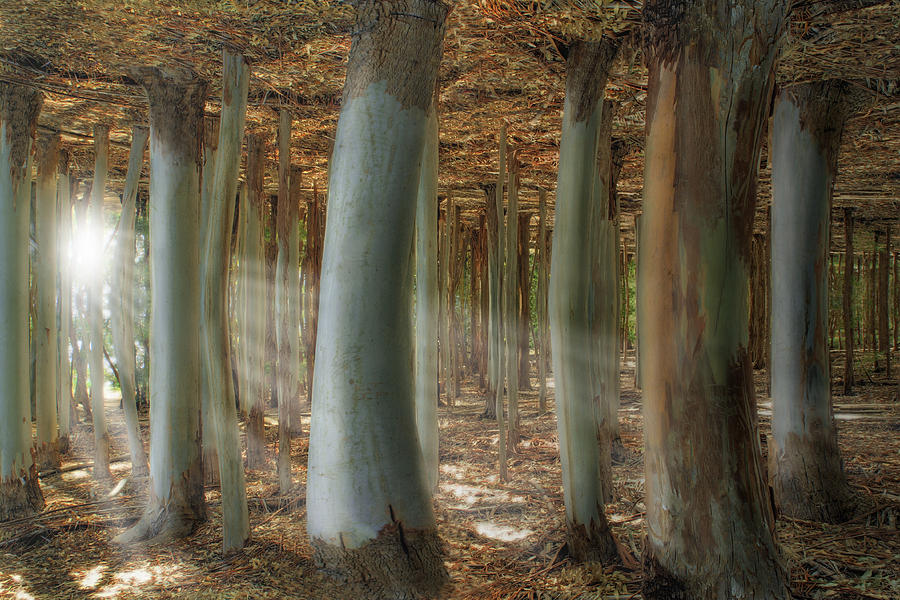 odd-forest-melanie-viola.jpg