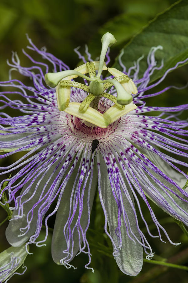 Odd Frilly Purple Passion Flower Blossom Photograph by Kathy Clark