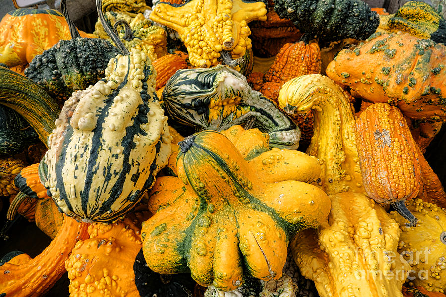 Odd Gourds Two Photograph by Olivier Le Queinec