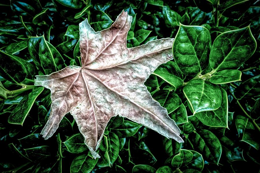Odd Leaf Photograph by Ches Black