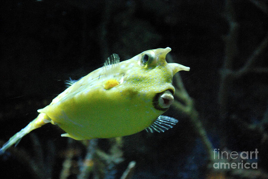 Odd Looking Longhorn Cowfish Up Close and Personal Photograph by DejaVu Designs