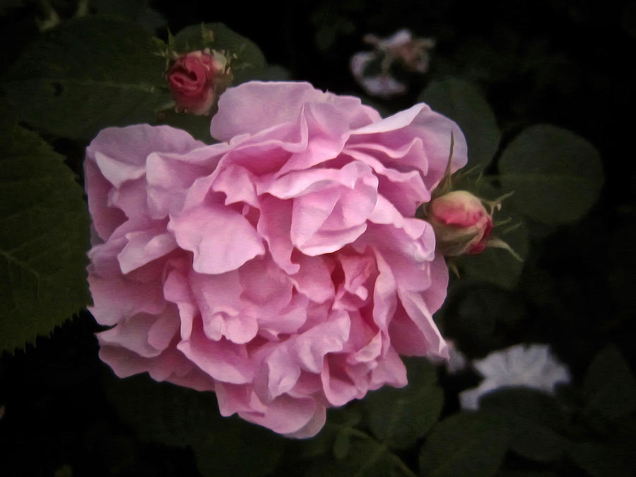 Rose Photograph - Ode on a Summer Night by Elizabeth Tillar
