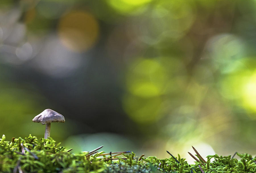 Mushroom Photograph - Ode To A Mushroom by Mary Amerman