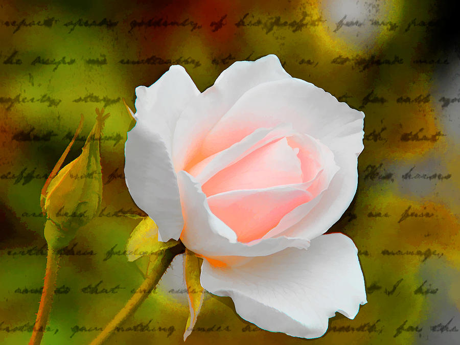 Newport Beach Photograph - Ode to a Rose by Diane Wood