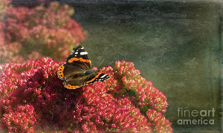 Butterfly Digital Art - Ode to Autumn by Liz Alderdice