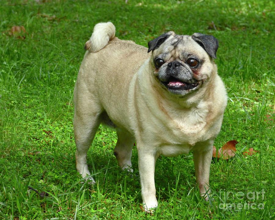 Pug Photograph - Ode to Ichiko by Jean Wright
