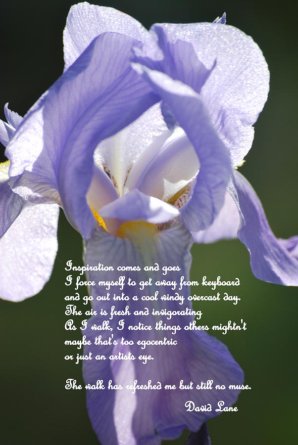 Iris Photograph - Ode to the Muse  by Michelle  BarlondSmith