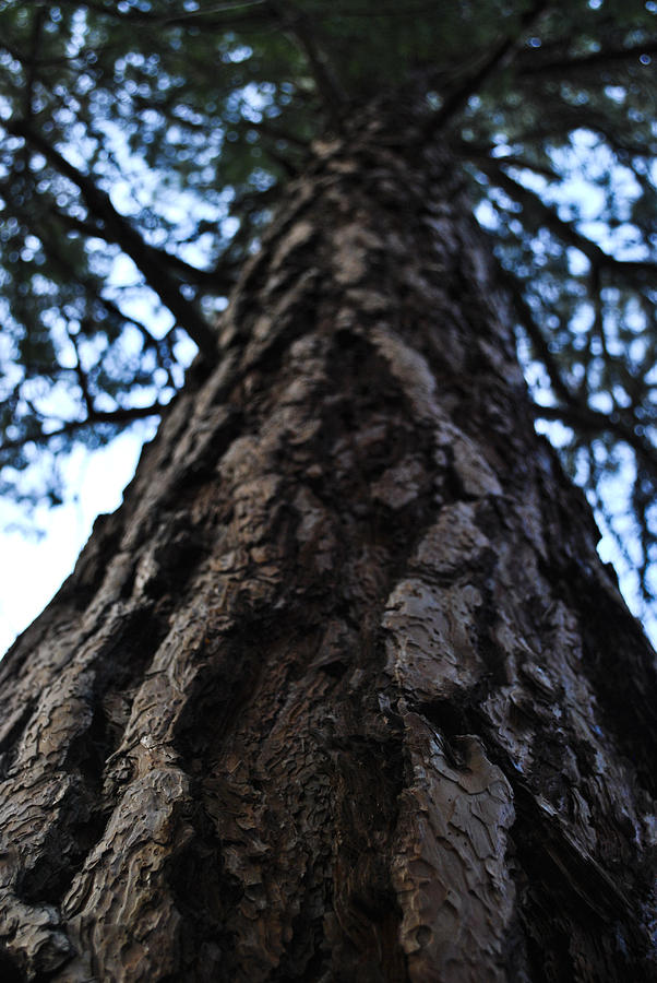 Tree Photograph - Ode to the Tree by Matthew Fredricey