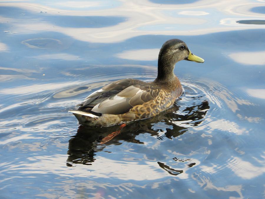 Duck Photograph - Odell Duck 1 by Julie Pacheco-Toye