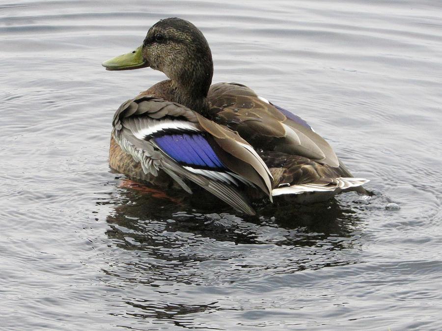 Duck Photograph - Odell Duck 3 by Julie Pacheco-Toye