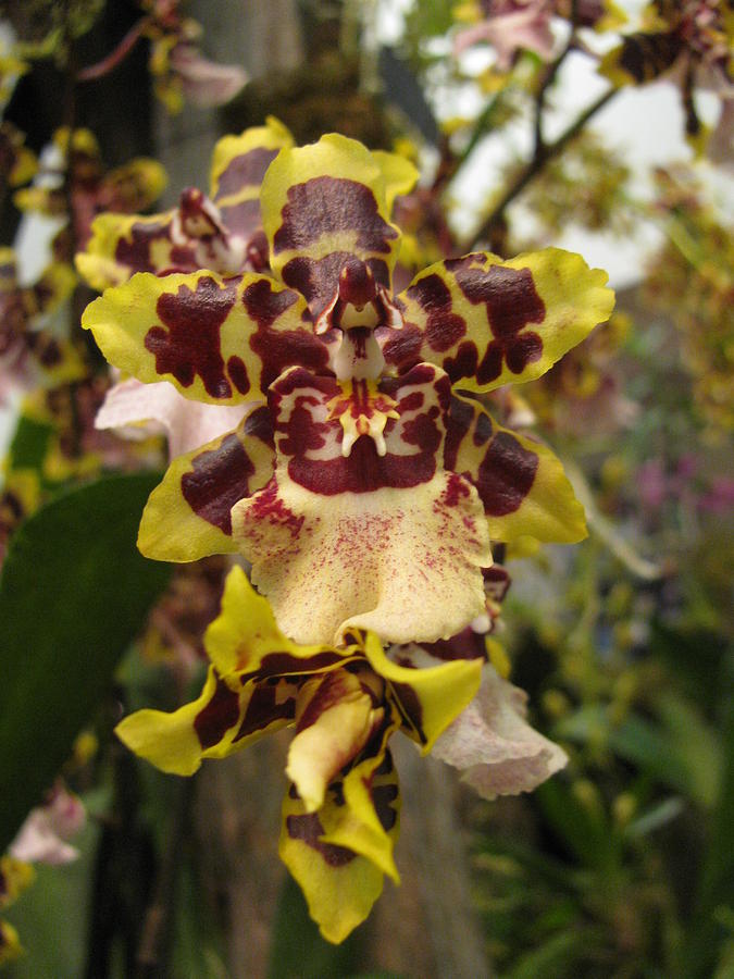 Odontoglossum Orchid Photograph by Alfred Ng