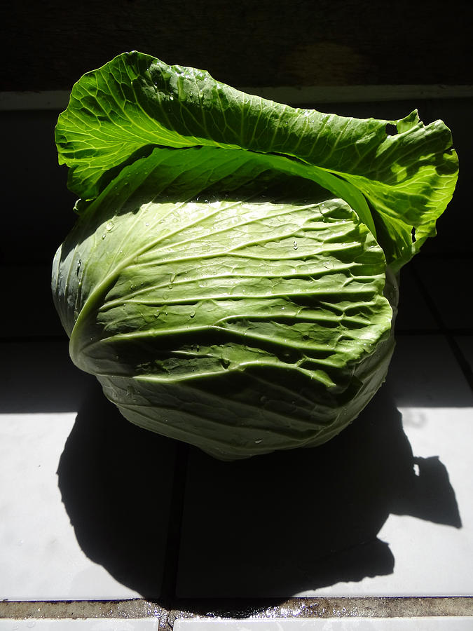 Of Cabbages and Kings Photograph by Carol Berning