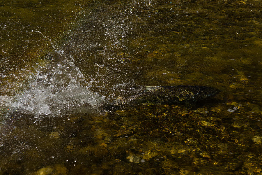 Of Fishes and Rainbows - Wild Salmon Run in the Creek Photograph by Georgia Mizuleva