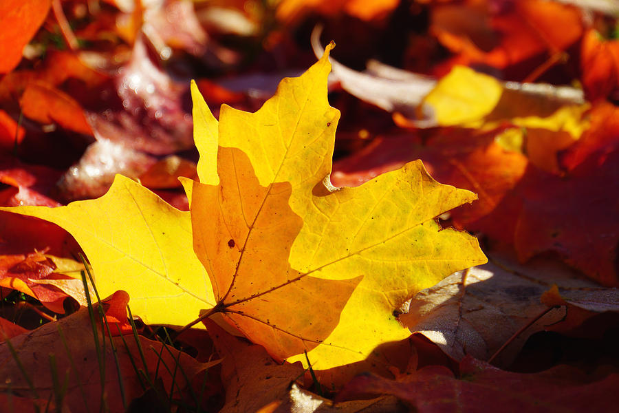 Fall Photograph - Of Light and Leaves too by Rachel Cohen