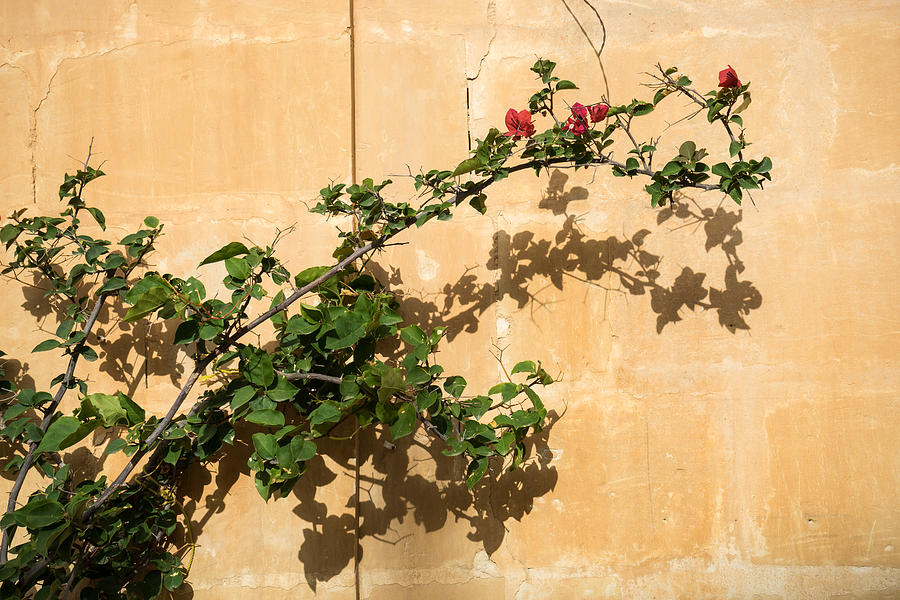 Of Light and Shadow - Bougainvillea on a Timeworn Plaster Wall Photograph by Georgia Mizuleva