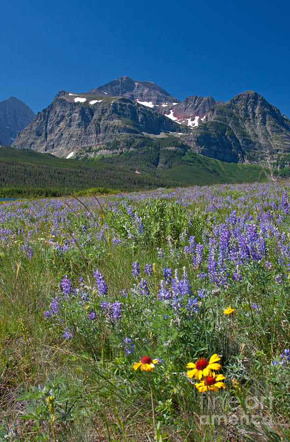Flower Photograph - Of Peaks And Posies by Katie LaSalle-Lowery
