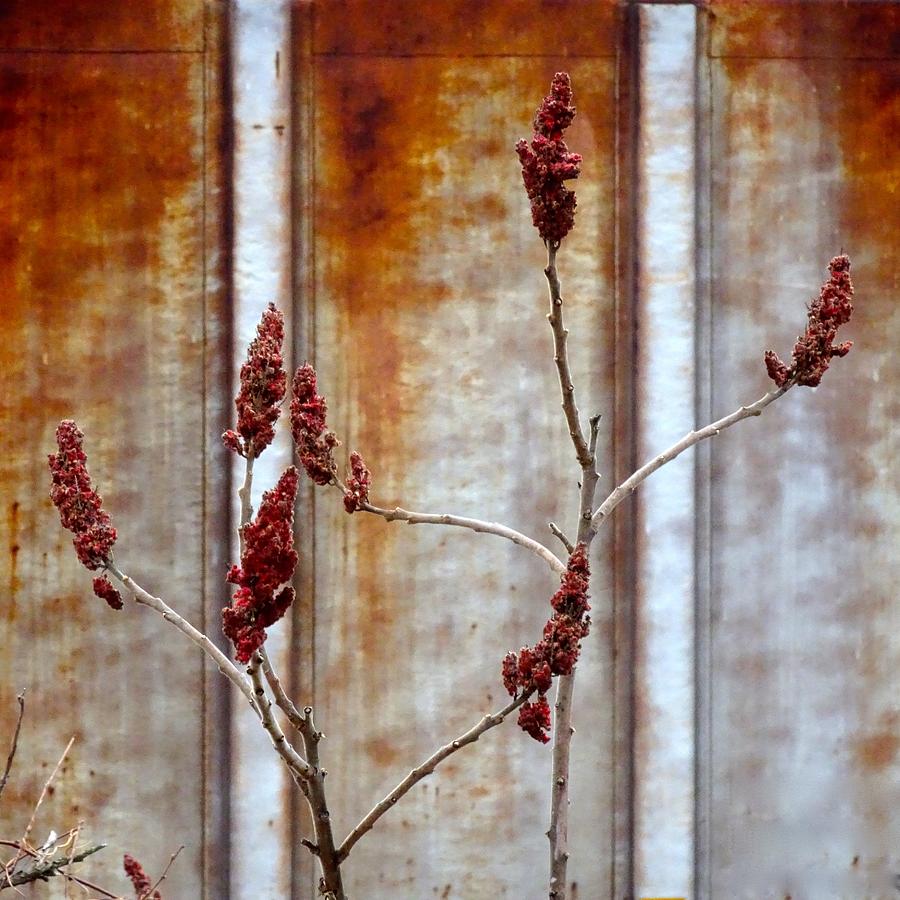 Of Rust and Rose Photograph by Catherine Arcolio