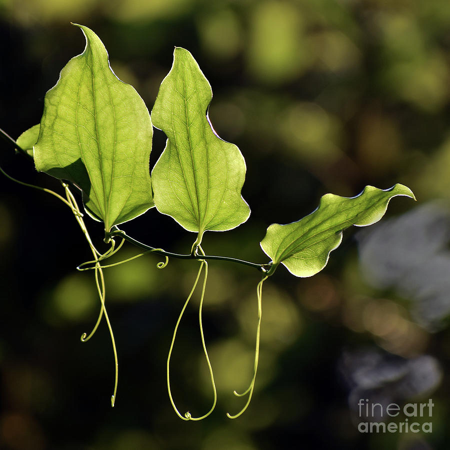 Of Veins And Tendrils Photograph by Skip Willits