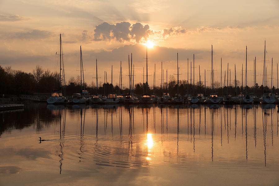Sunset Photograph - Of Yachts and Cormorants - A Golden Marina Morning by Georgia Mizuleva