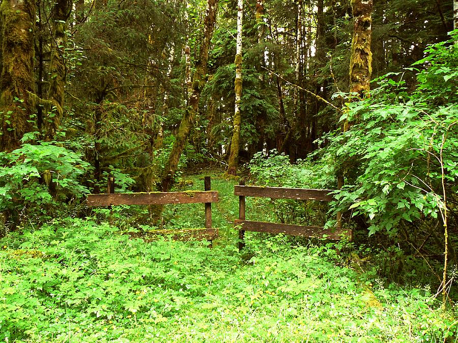 Off the Beaten Path Haida Gwaii BC Photograph by Barbara St Jean