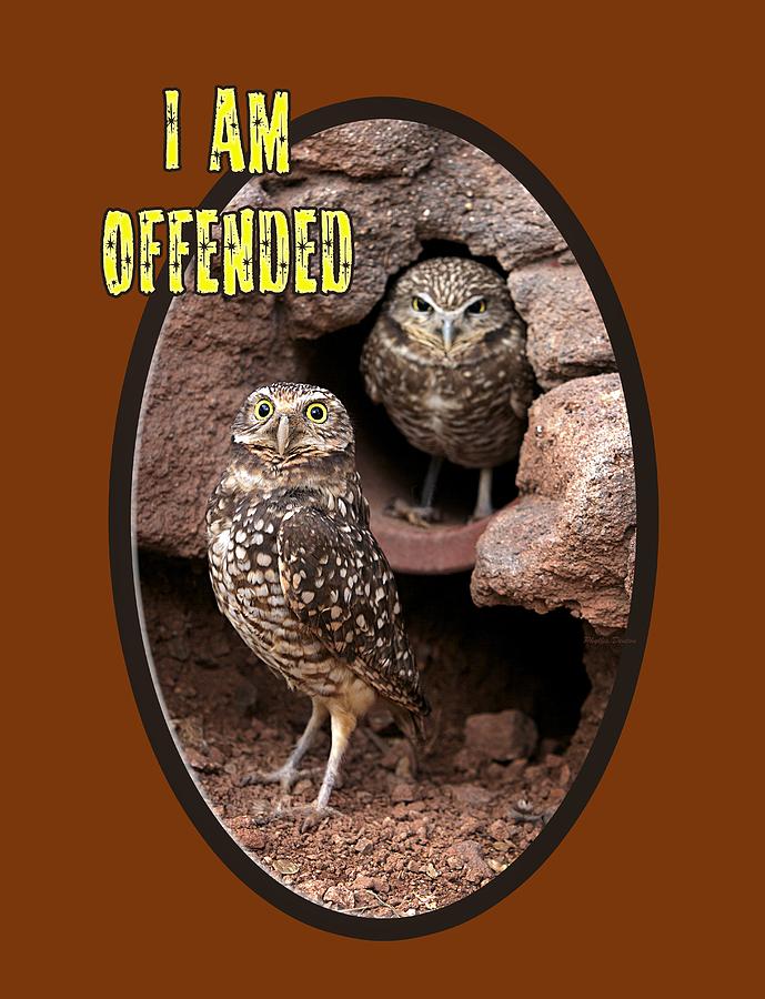 Offended Owl Photograph by Phyllis Denton