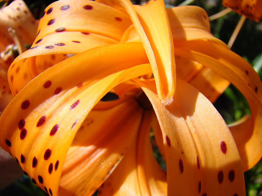 Lily Photograph - OFFICE ART Floral Artwork Orange Tiger Lily Baslee Troutman by Patti Baslee