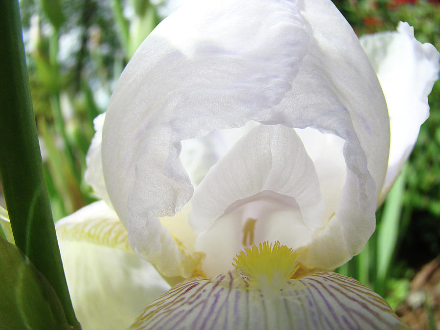 Iris Photograph - OFFICE ART Irises White Iris Flower Floral Giclee Prints Baslee Troutman by Patti Baslee