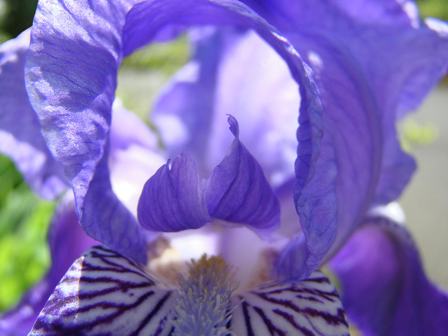 OFFICE ART PRINTS Irises Purple Iris Flower Giclee Baslee Troutman ...