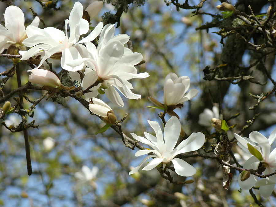 OFFICE ART Prints Magnolia Tree Flowers Landscape 15 Giclee Prints Baslee Troutman Photograph by Patti Baslee