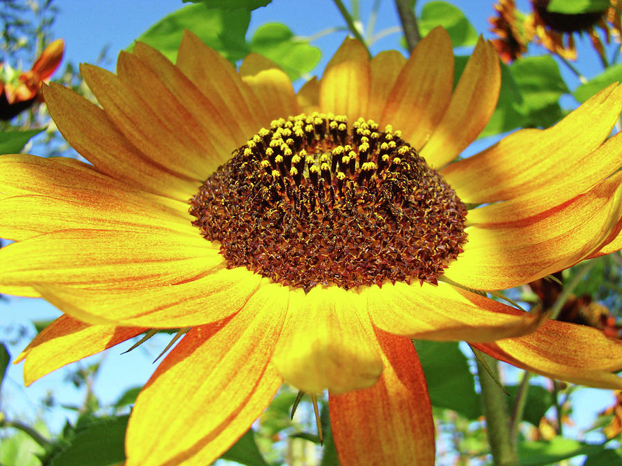 Office Art Prints Sunflowers Giclee Prints Sun Flower Baslee Troutman Photograph