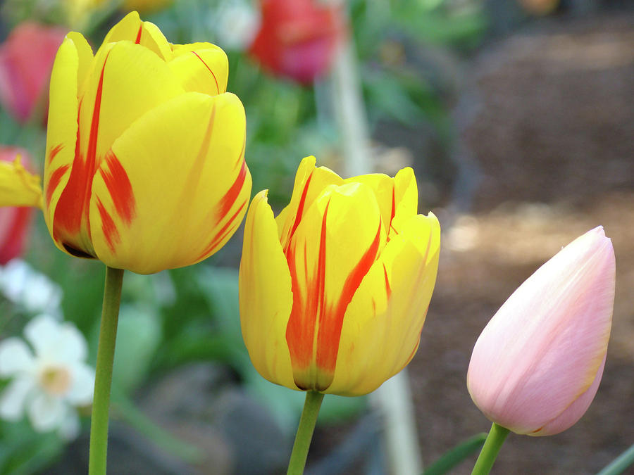 Tulip Photograph - OFFICE ART PRINTS Tulips Tulip Flowers Garden Botanical Baslee Troutman by Patti Baslee