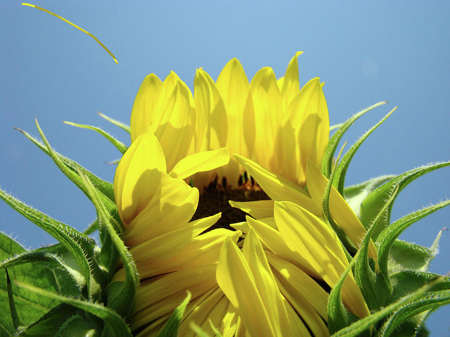 Office Art Sunflower Opening Summer Sun Flower Baslee Troutman Photograph