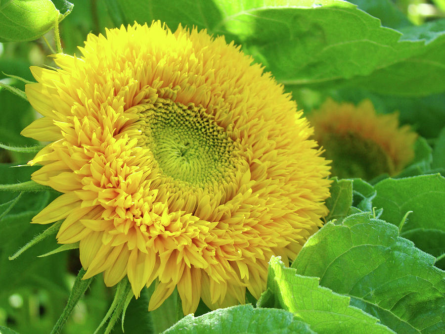 Office Art Sunflower Sun Flowers Giclee Baslee Troutman Photograph