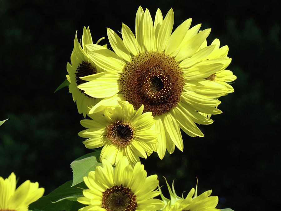 Office Art Sunflowers Art Prints Sun Flower Baslee Troutman Photograph