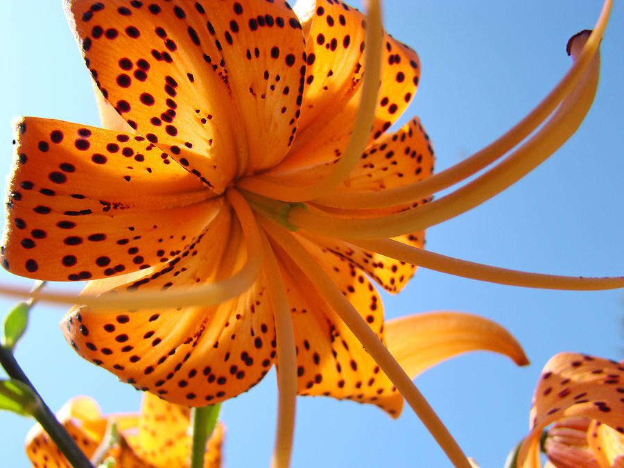 Office Artwork Tiger Lily Flowers Art Prints Baslee Troutman Photograph