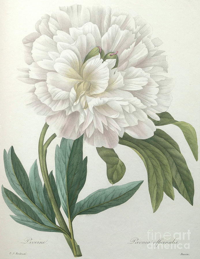 Flower Painting - Official Peony by Pierre Joseph Redoute