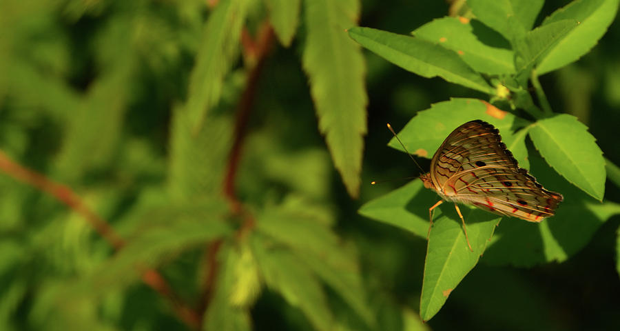 Offset Image of a Brown Butterfly by Vincent Billotto Offset Image of a Brown Butterfly by Vincent Billotto