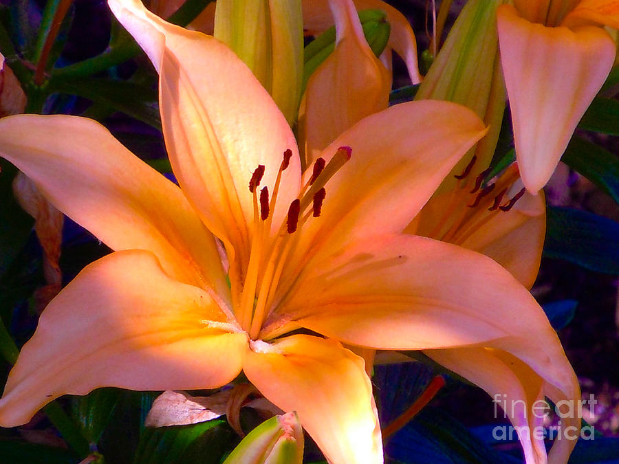 Offside Orange Lily Photograph by Sonya Chalmers