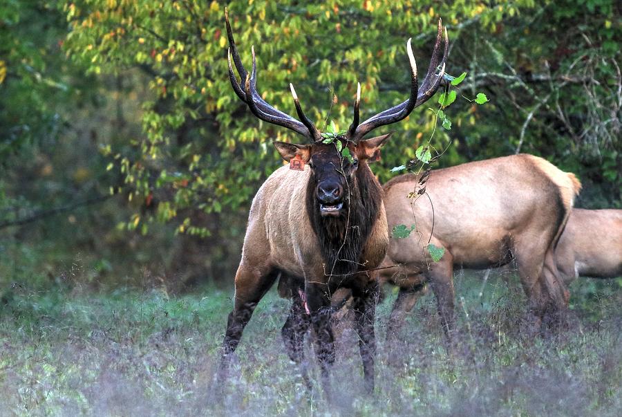 Oh B B Big Bull Elk Is Angry Photograph by Carol Montoya