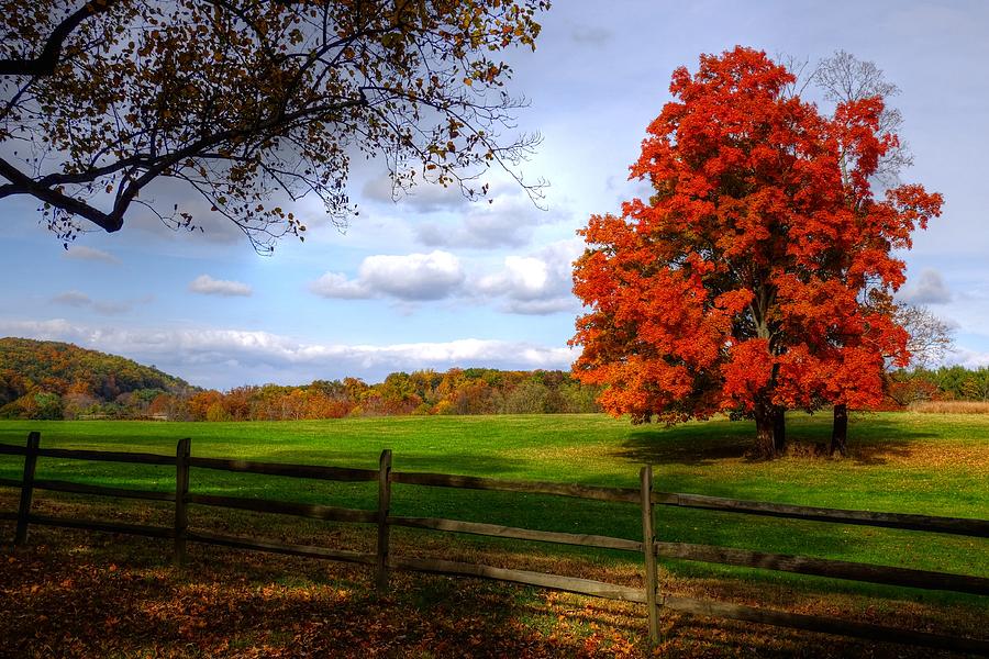 Fall Photograph - Oh beautiful tree by Ronda Ryan