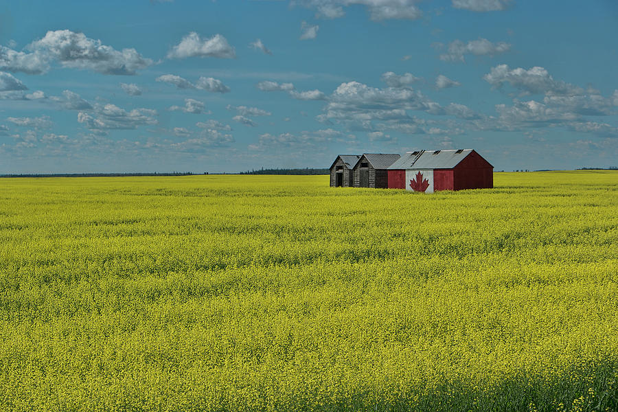 Oh Canada Photograph by David Gleeson